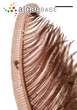 Cliftonaea pectinata (Harvey) Harvey