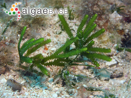 Caulerpa cupressoides var. flabellata Børgesen