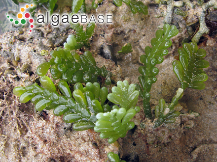 Caulerpa corynephora Montagne