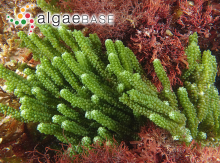 Caulerpa vesiculifera (Harvey) Harvey