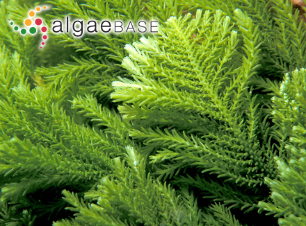 Caulerpa heterophylla I.R.Price, Huisman & Borowitzka