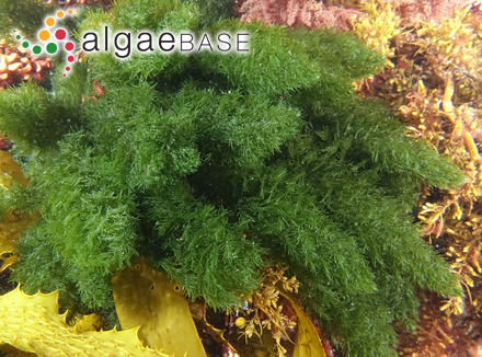 Caulerpa obscura Sonder