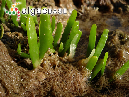 Caulerpa lamourouxii (Turner) C.Agardh