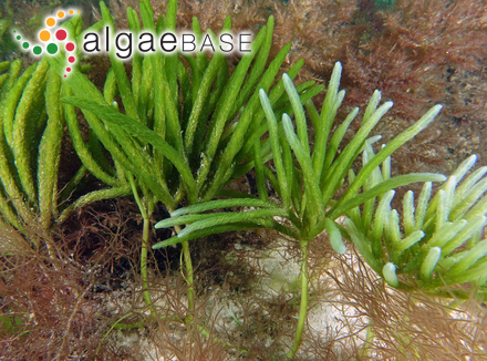 Caulerpa crispata (Harvey) G.Belton & Gurgel