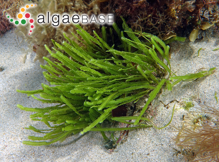 Caulerpa taxifolia var. distichophylla (Sonder) Verlaque, Huisman & Procaccini