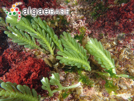 Caulerpa cactoides (Turner) C.Agardh