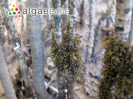 Caloglossa leprieurii (Montagne) G.Martens