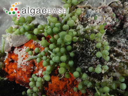 Caulerpa racemosa (Forsskål) J.Agardh