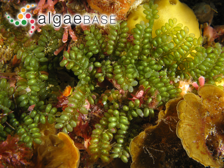 Caulerpa sedoides C.Agardh