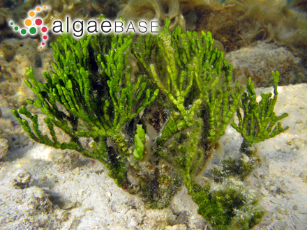 Achnanthes holstii Cleve