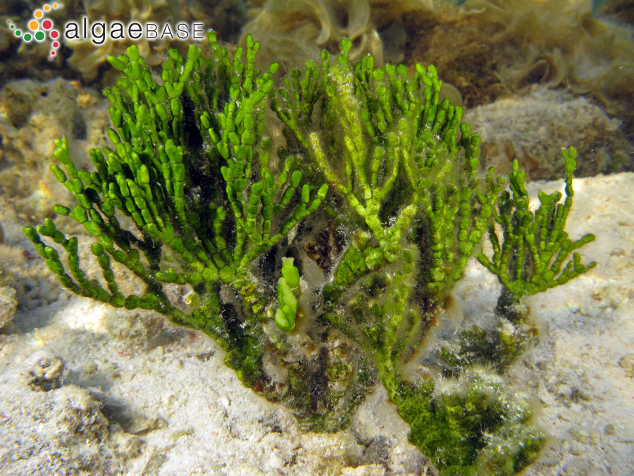 Halimeda cylindracea Decaisne