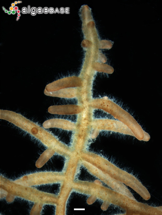 Helminthora australis J.Agardh ex Levring