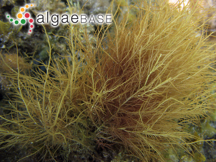 Hypnea filiformis (Harvey) Womersley