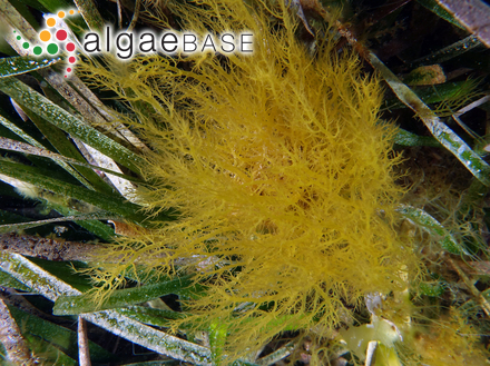 Hypnea valentiae (Turner) Montagne