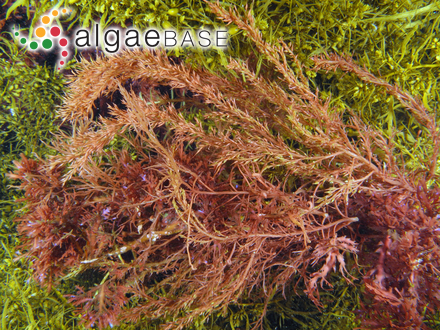 Hypnea ramentacea (C.Agardh) J.Agardh