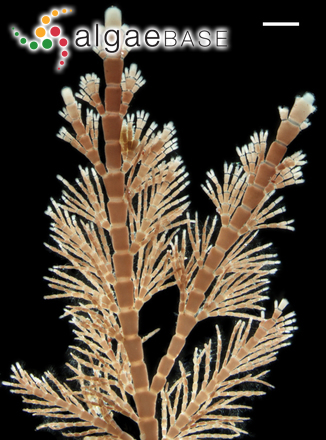 Jania rosea (Lamarck) Decaisne