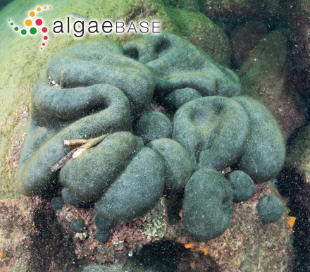 Codium bursa (Linnaeus) C.Agardh