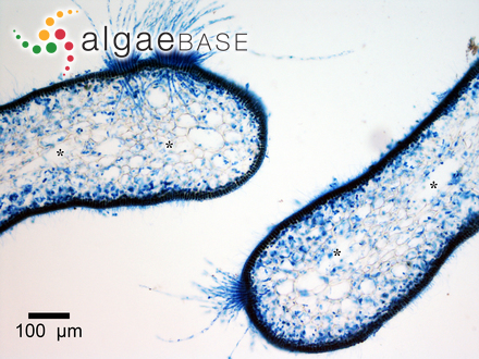 Chnoospora minima (Hering) Papenfuss