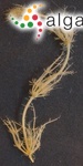Chara hispida f. corfuensis (J.Groves ex N.Filrszky) R.D.Wood
