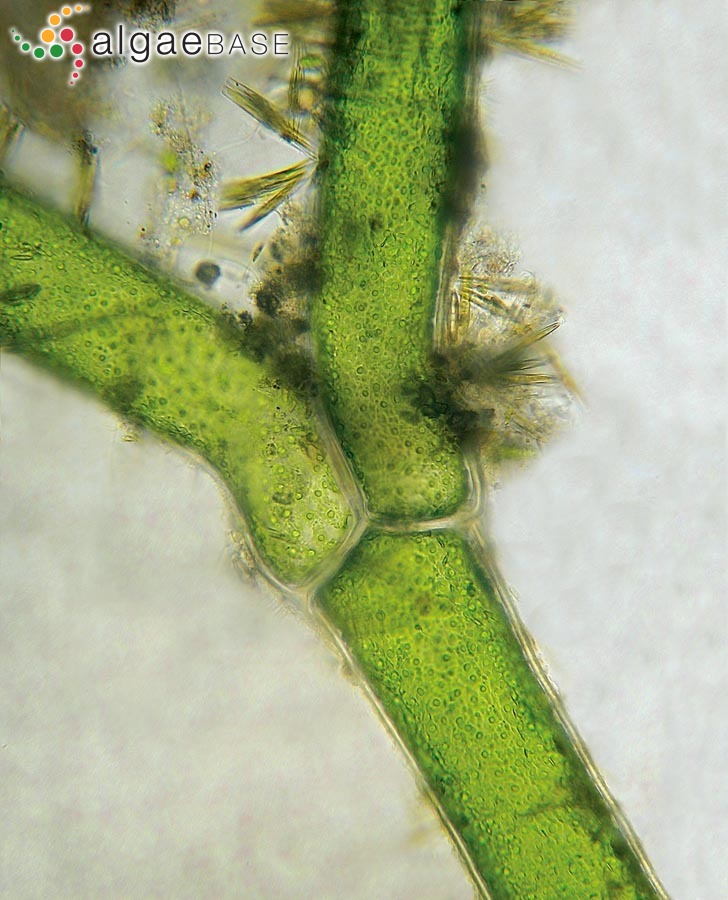 Cladophora vadorum (J.E.Areschoug) Kützing
