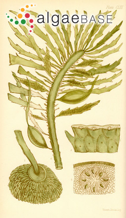 Phyllospora comosa (Labillardière) C.Agardh