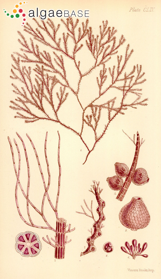 Brongniartella australis (C.Agardh) F.Schmitz