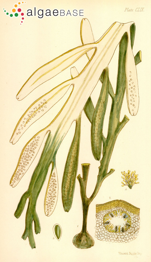 Carpoglossum confluens (R.Brown ex Turner) Kützing