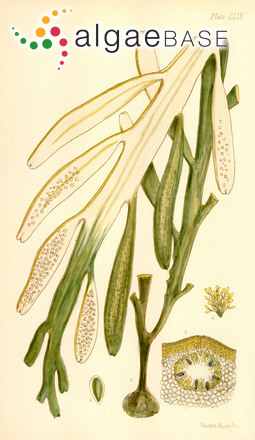 Carpoglossum confluens (R.Brown ex Turner) Kützing