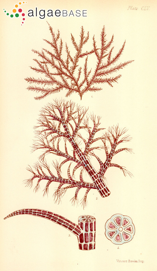 Vertebrata patersonis (Sonder) Kuntze