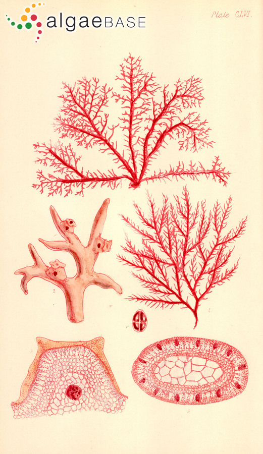 Gloiocladia fruticulosa (Harvey) R.E.Norris