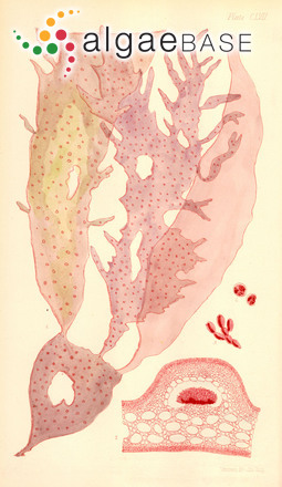 Hymenocladia chondricola (Sonder) J.A.Lewis