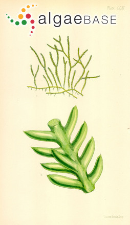 Caulerpa taxifolia var. distichophylla (Sonder) Verlaque, Huisman & Procaccini
