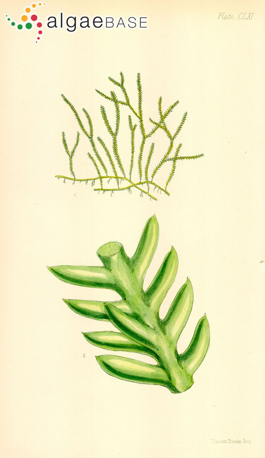 Caulerpa taxifolia var. distichophylla (Sonder) Verlaque, Huisman & Procaccini