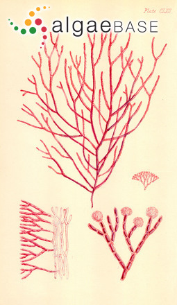 Ganonema farinosum (J.V.Lamouroux) K.-C.Fan & Y.-C.Wang