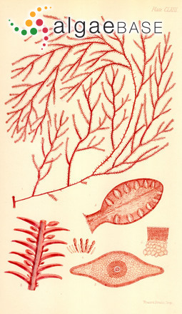Phacelocarpus peperocarpos (Poiret) M.J.Wynne, Ardré & P.C.Silva