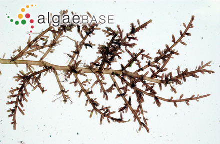 Chondria dasyphylla (Woodward) C.Agardh
