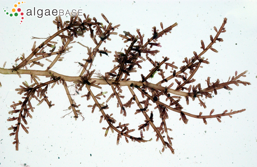 Chondria dasyphylla (Woodward) C.Agardh