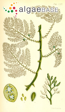 Cystophora brownii (Turner) J.Agardh