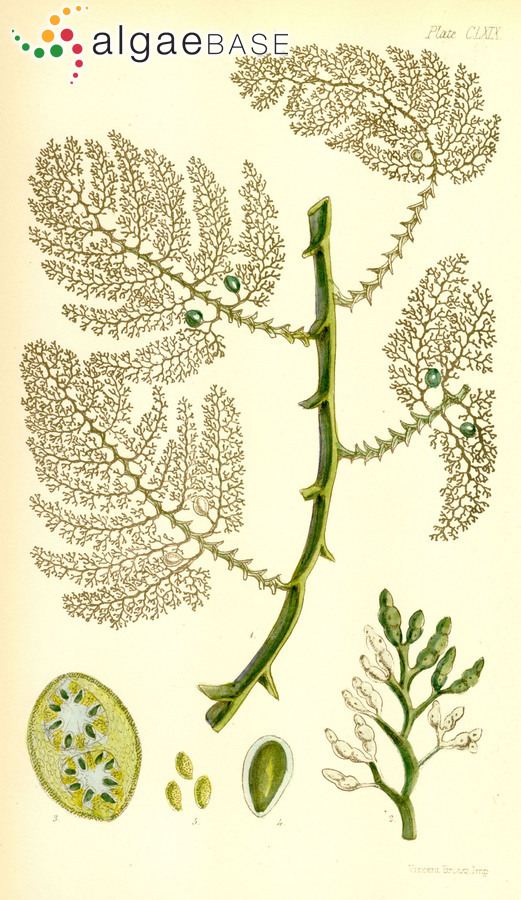 Cystophora brownii (Turner) J.Agardh