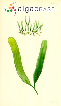 Caulerpa parvifolia Harvey