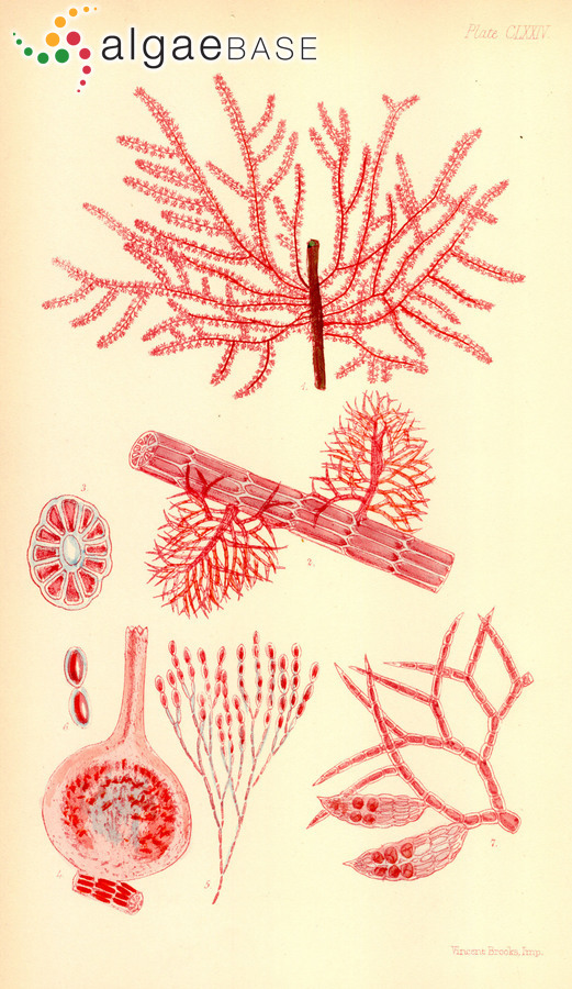 Heterosiphonia wrangelioides (Harvey) Reinbold