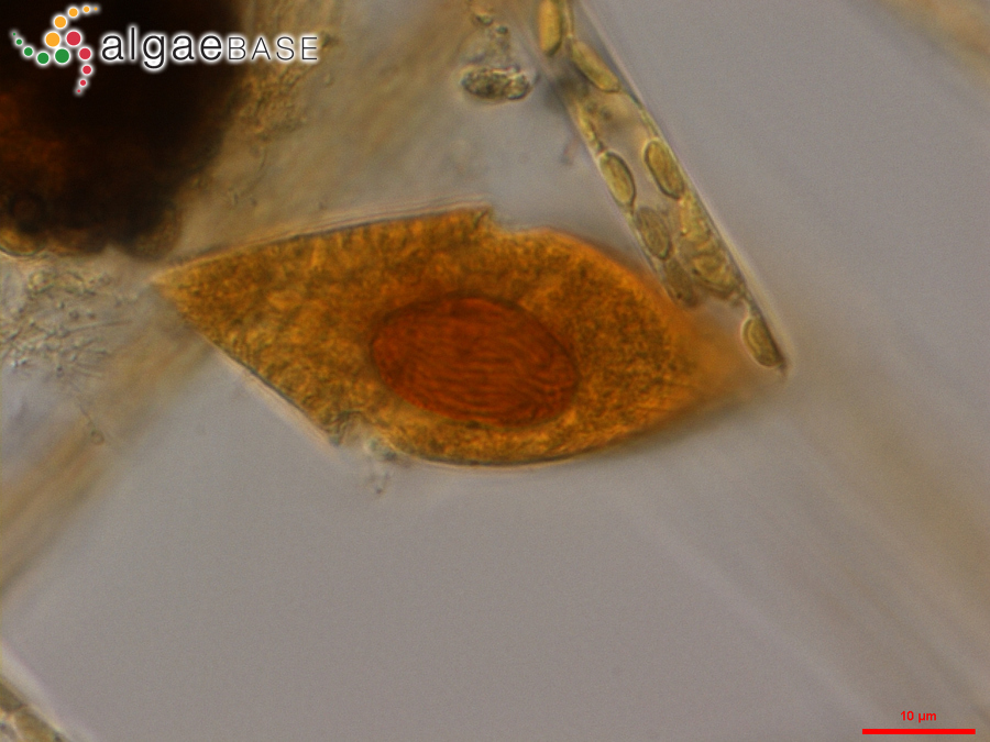 Gyrodinium spirale (Bergh) Kofoid & Swezy