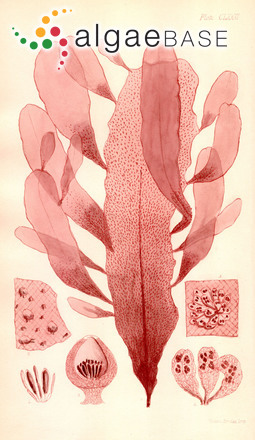 Lenormandia spectabilis Sonder