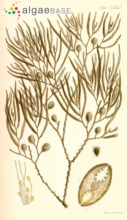 Cystophora grevillei (C.Agardh ex Sonder) J.Agardh