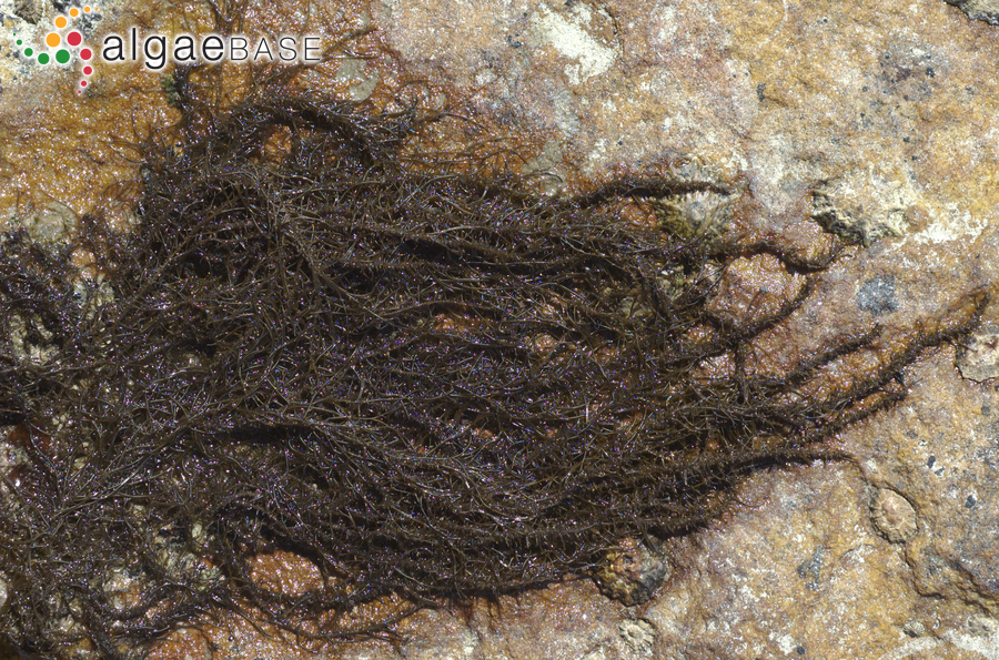 Chordariopsis capensis (C.Agardh) Kylin