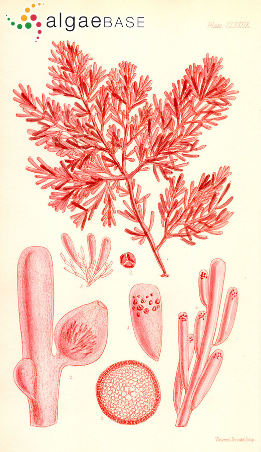 Corynecladia clavata (Sonder) J.Agardh