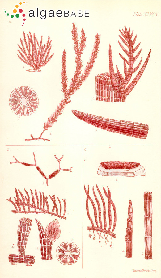 Melanothamnus blandii (Harvey) Diaz-Tapia & Maggs