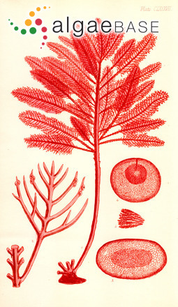 Callophycus oppositifolius (C.Agardh) P.C.Silva