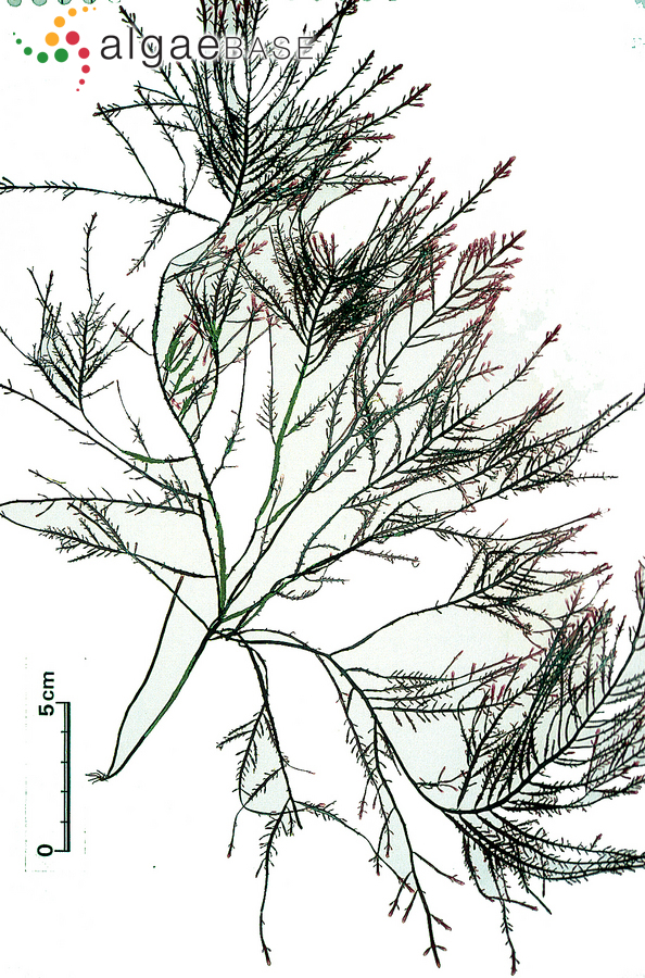 Gelidium corneum (Hudson) J.V.Lamouroux