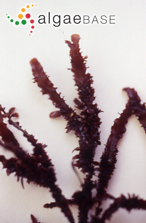 Gelidium japonicum (Harvey) Okamura